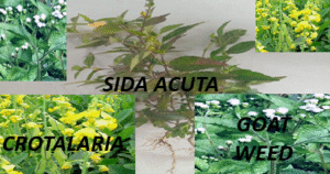Goatweed, sida acuta, and crotalaria