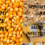 THE MAIZE GRAIN AS A BIOLOGICAL SPECIMEN.
