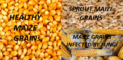 MAIZE GRAIN