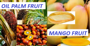 MANGO AND OIL PALM
