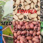 Practical Note On Castor Seed, Cowpea Seed, Groundnut Seed, Sunflower Seed, and Coconut Seed.