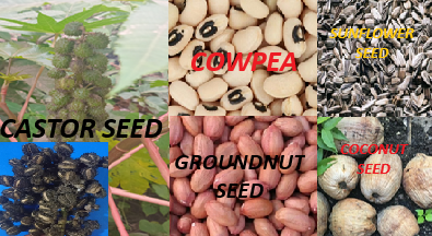 SEED