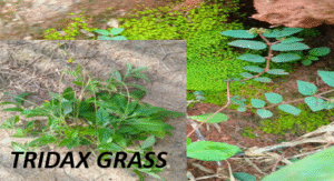 Tridax
