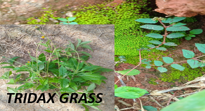 Tridax