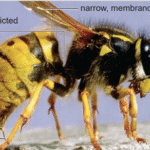 Life Process of Apis mellifera (Honey Bee)