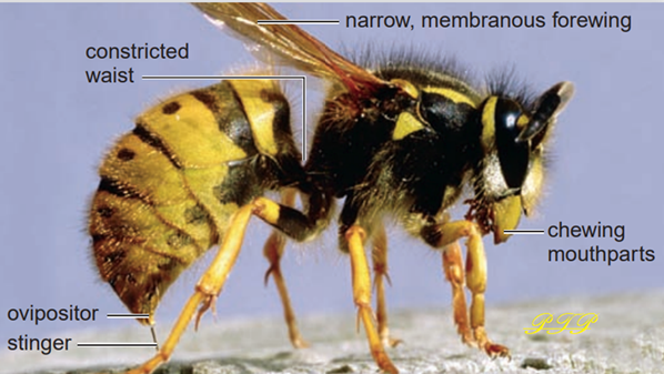 bee 1