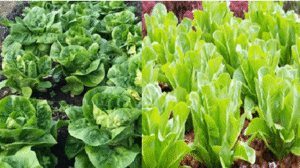 lettuce