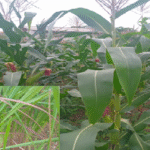The Maize Plant (Guinea Grass) as a Biological Specimen.