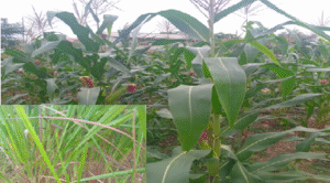 maize plant as specimen