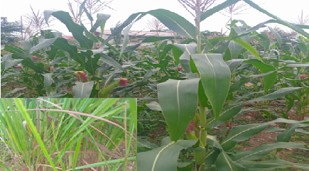 maize plant as specimen