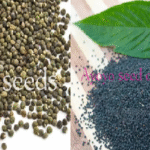 How to test if your Jute mallow seeds (Ayoyo seed, Ademe seed), okra, tomatoes or pepper are viable for planting.