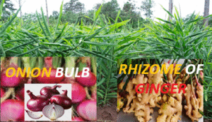 BULB AND RHIZOME