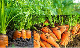 Carrots