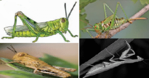 Grasshopper and praying mantis