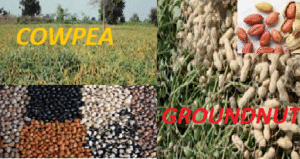 Groundnut and cowpea