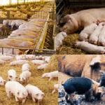 HOW TO START A SUCCESSFUL PIG FARM IN GHANA.