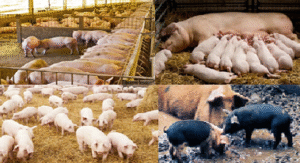 Pig farming