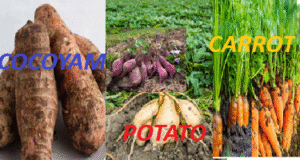Potato, cocoyam, and corrot