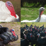 HOW TO START A TURKEY FARM IN GHANA.