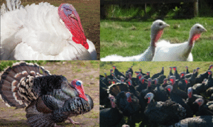Turkey production