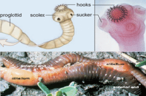 Worms