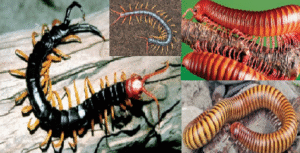 centipede and millipedes