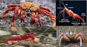 crustacea
