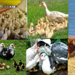 HOW TO START DUCK FARMING IN GHANA.