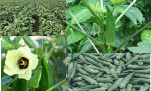 okra