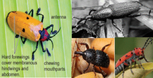 weevil and beetle
